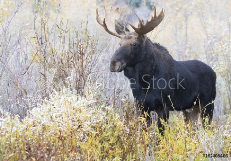 Picture of BULL MOOSE IN AUTUMN COLORS STOCK IMAGE